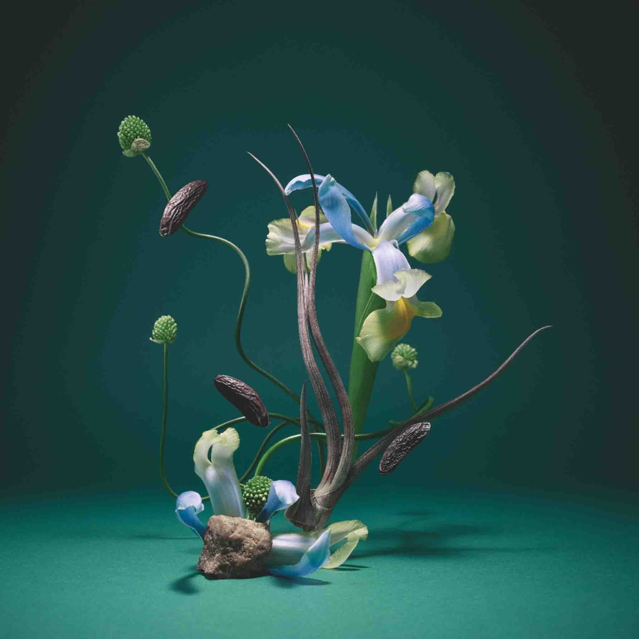 Tonka Hysteria Extrait de Parfum - D'Orsay - Image 5